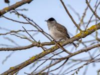 Mönchsgrasmücke Männchen